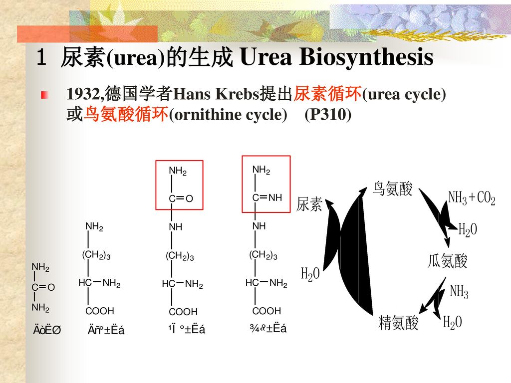 1 尿素(urea)的生成 Urea Biosynthesis