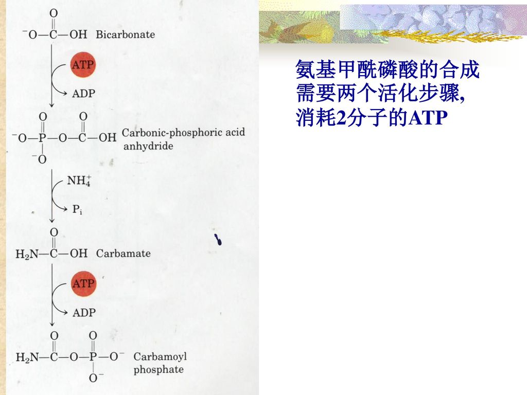 氨基甲酰磷酸的合成需要两个活化步骤, 消耗2分子的ATP