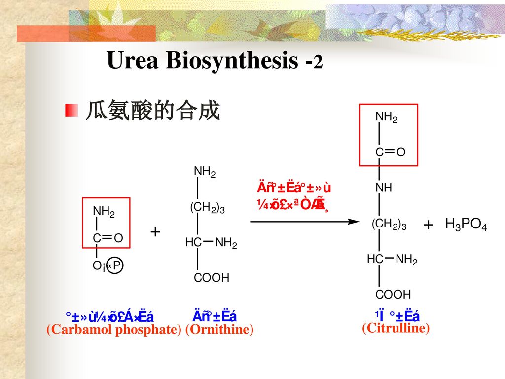 Urea Biosynthesis -2 瓜氨酸的合成 (Carbamol phosphate) (Ornithine)