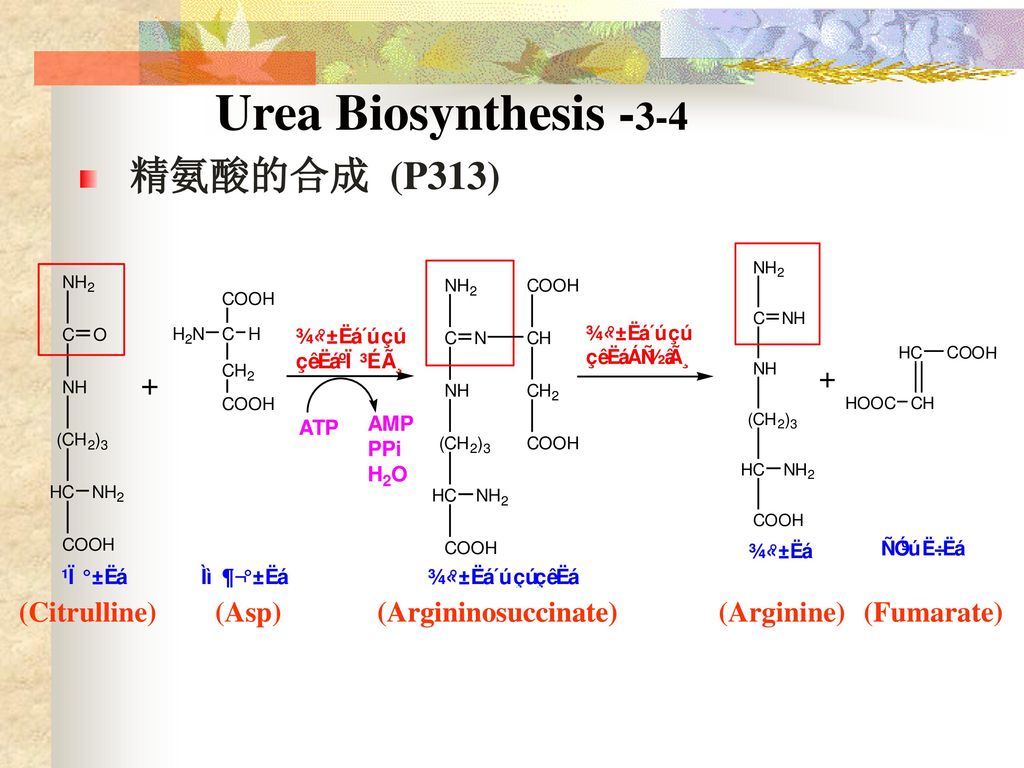 Urea Biosynthesis -3-4 精氨酸的合成 (P313) (Citrulline) (Asp)