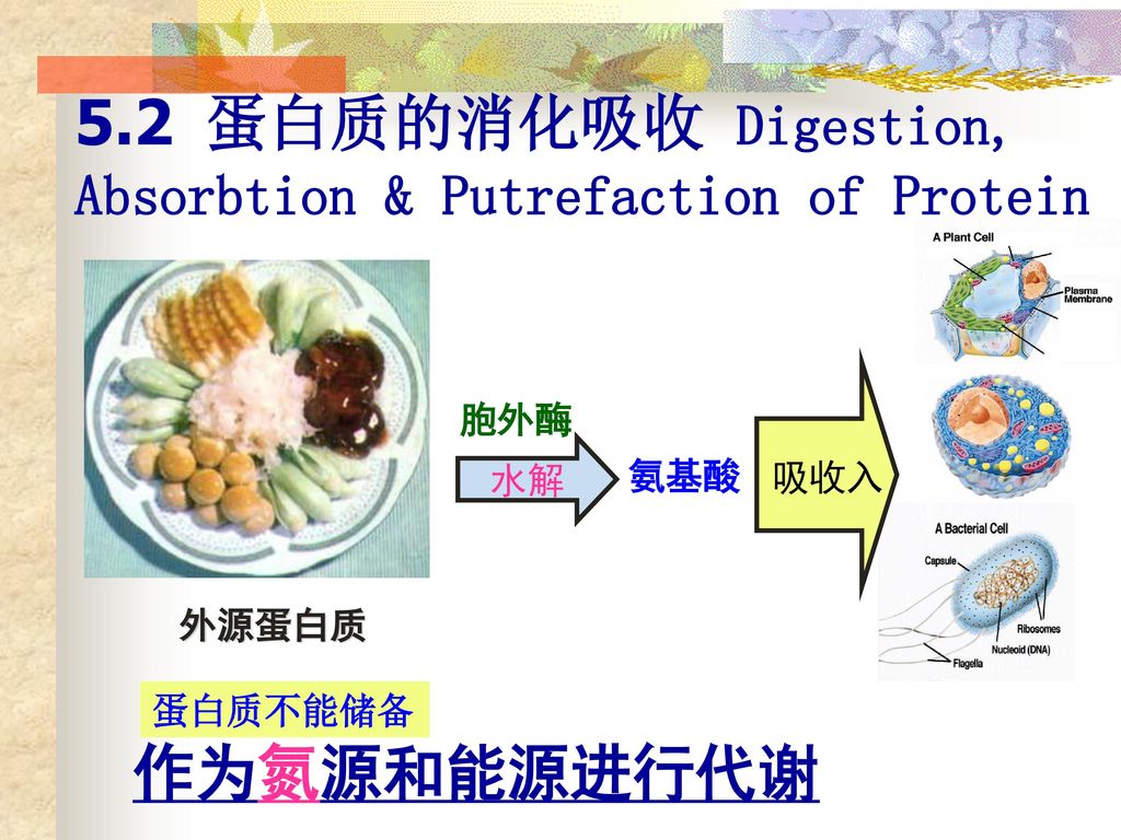 5.2 蛋白质的消化吸收 Digestion, Absorbtion & Putrefaction of Protein