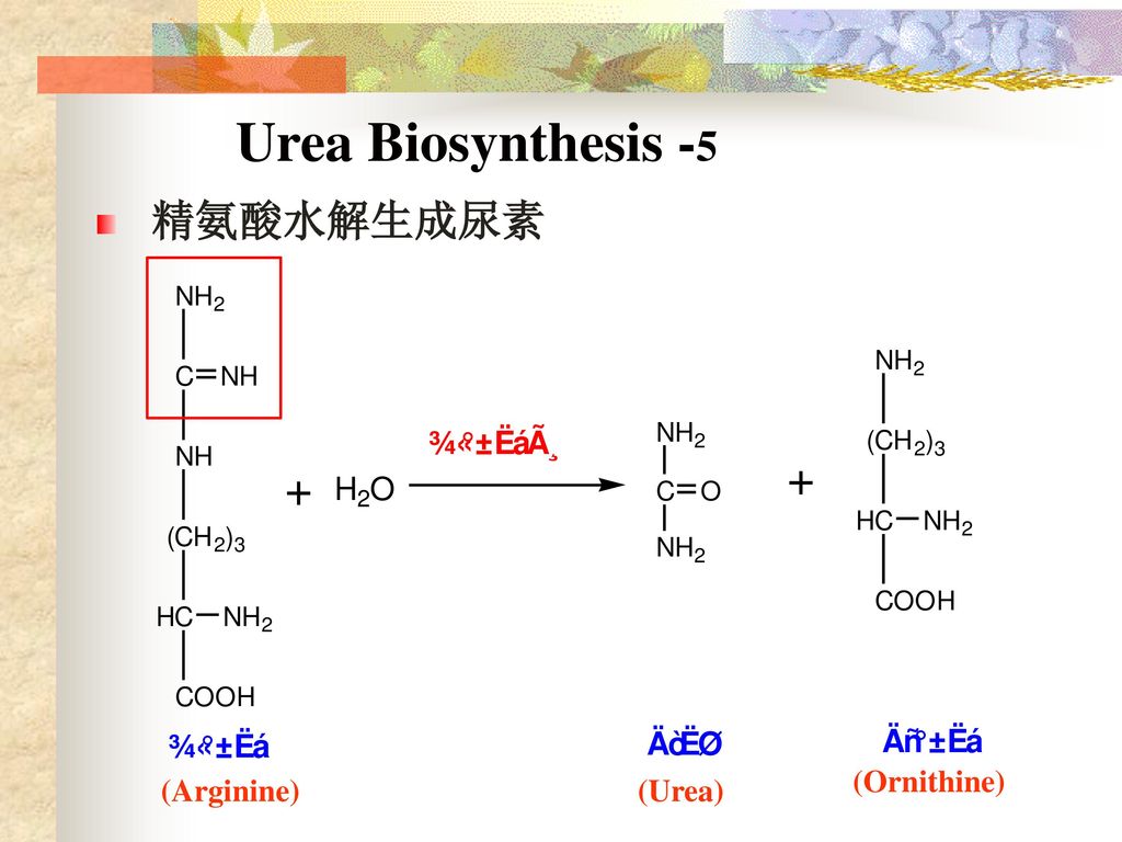 Urea Biosynthesis -5 精氨酸水解生成尿素 (Ornithine) (Arginine) (Urea)