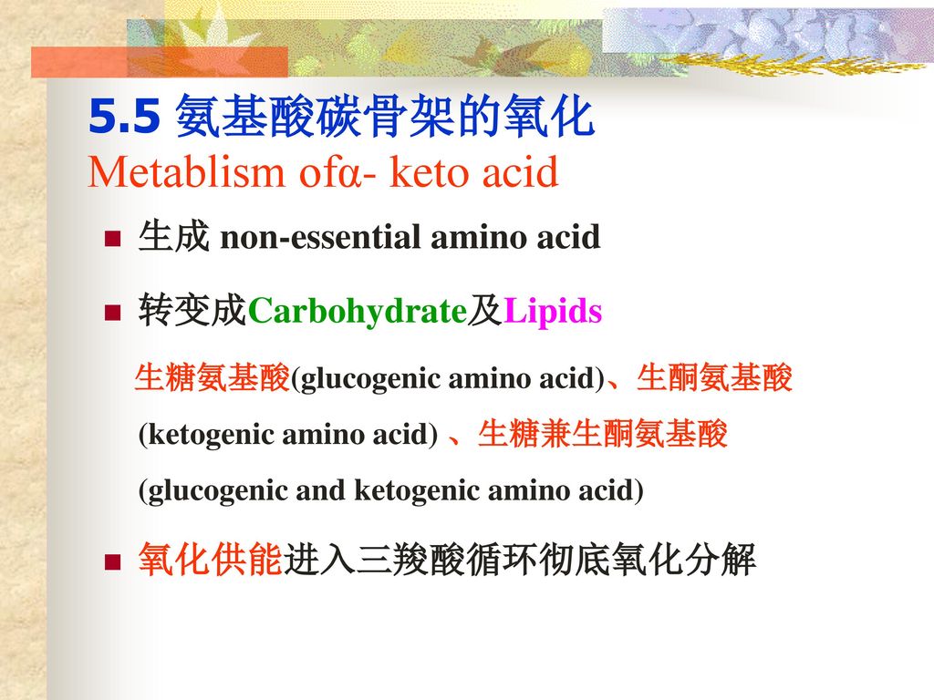 5.5 氨基酸碳骨架的氧化Metablism ofα- keto acid