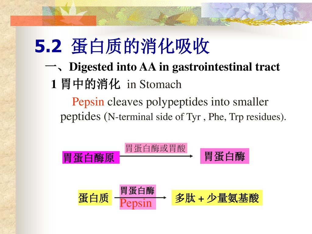 5.2 蛋白质的消化吸收 一、Digested into AA in gastrointestinal tract