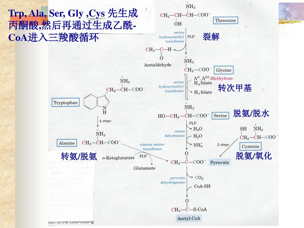 Trp, Ala, Ser, Gly ,Cys 先生成丙酮酸,然后再通过生成乙酰-CoA进入三羧酸循环