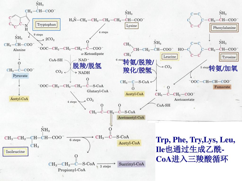 Trp, Phe, Try,Lys, Leu, Ile也通过生成乙酰-CoA进入三羧酸循环