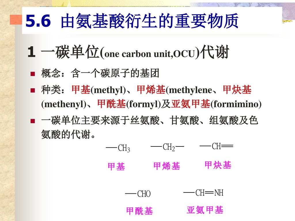 1 一碳单位(one carbon unit,OCU)代谢