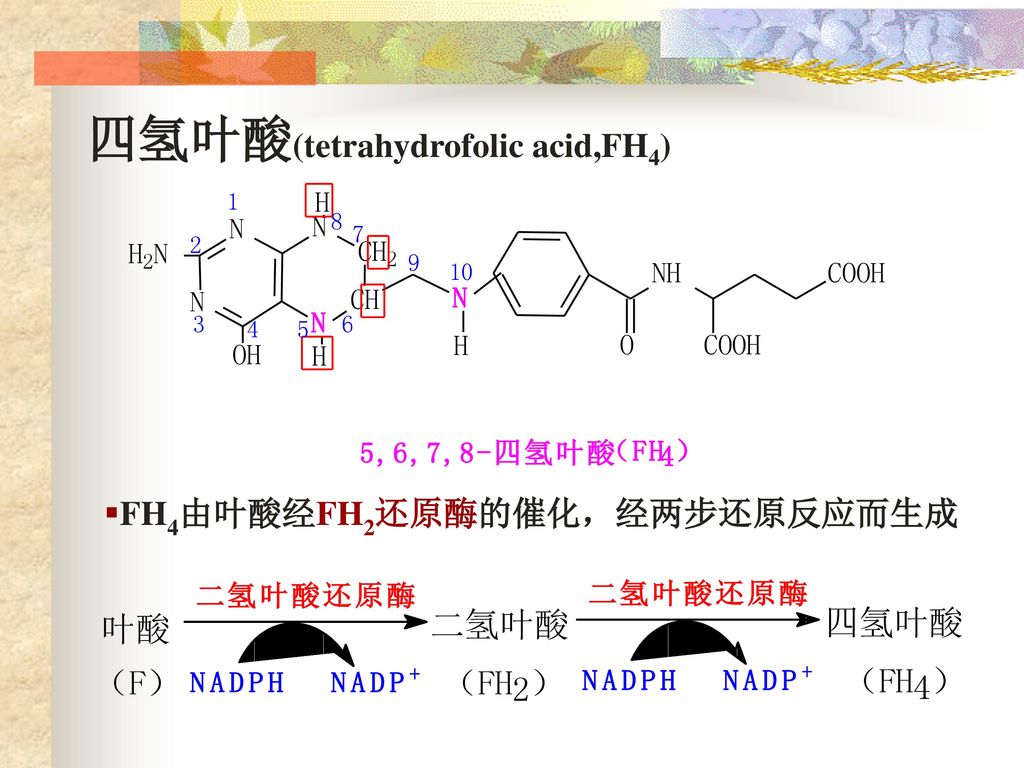 四氢叶酸(tetrahydrofolic acid,FH4)