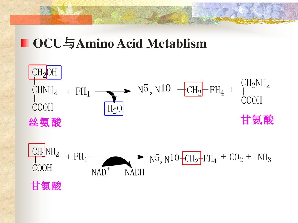 OCU与Amino Acid Metablism