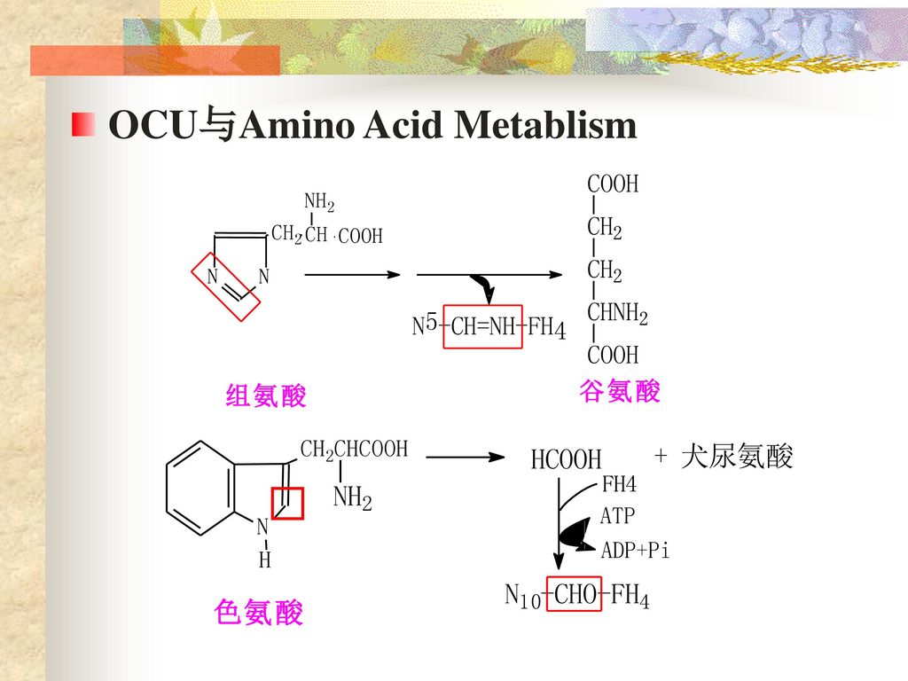 OCU与Amino Acid Metablism