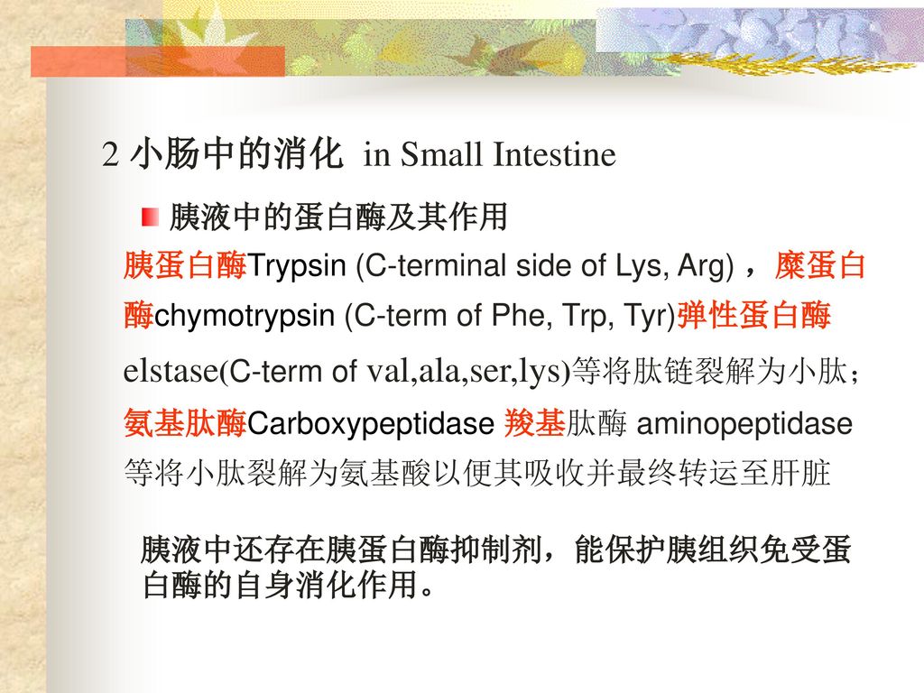 2 小肠中的消化 in Small Intestine