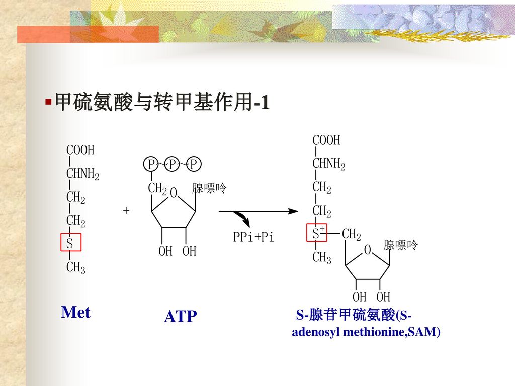 甲硫氨酸与转甲基作用-1 Met ATP S-腺苷甲硫氨酸(S-adenosyl methionine,SAM)