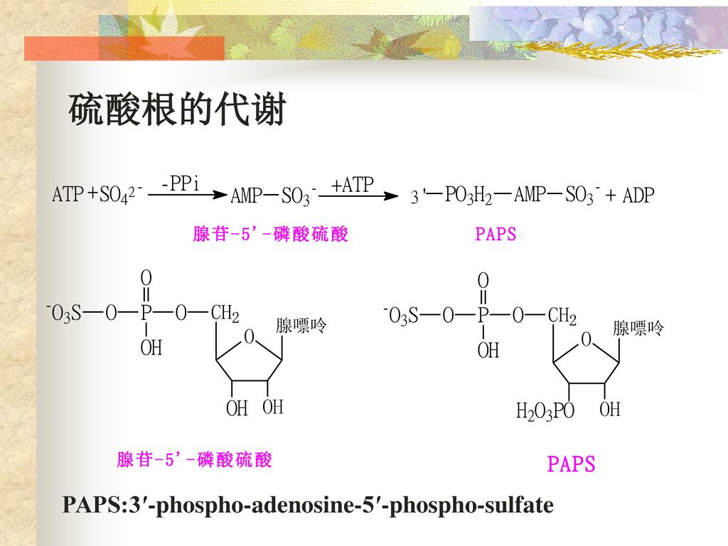 硫酸根的代谢 PAPS:3′-phospho-adenosine-5′-phospho-sulfate
