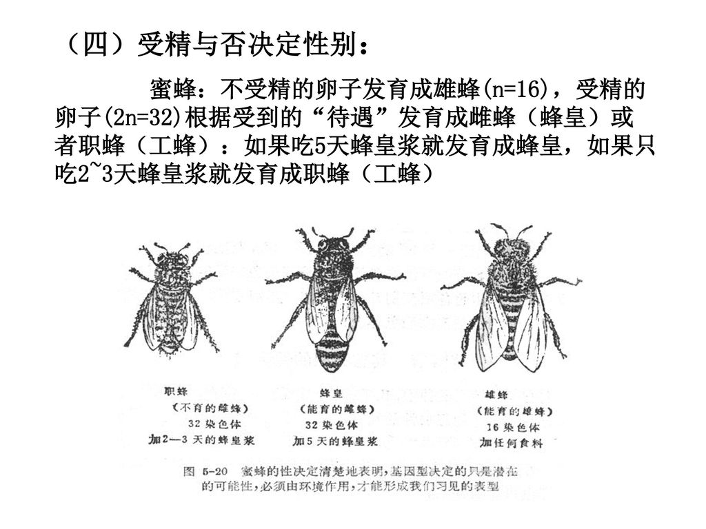 （四）受精与否决定性别： 蜜蜂：不受精的卵子发育成雄蜂(n=16)，受精的卵子(2n=32)根据受到的 待遇 发育成雌蜂（蜂皇）或者职蜂（工蜂）：如果吃5天蜂皇浆就发育成蜂皇，如果只吃2~3天蜂皇浆就发育成职蜂（工蜂）
