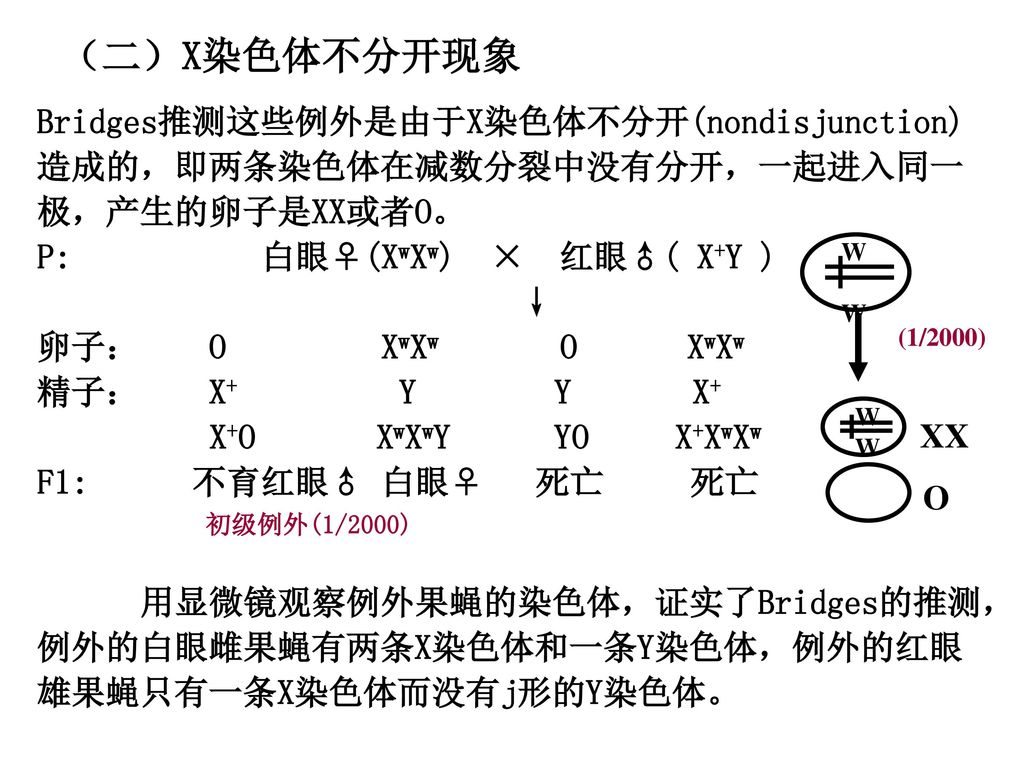 （二）X染色体不分开现象 Bridges推测这些例外是由于X染色体不分开(nondisjunction)造成的，即两条染色体在减数分裂中没有分开，一起进入同一极，产生的卵子是XX或者O。 P: 白眼♀(XwXw) × 红眼♂( X+Y )