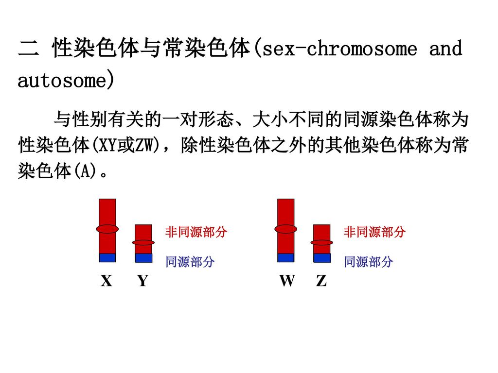二 性染色体与常染色体(sex-chromosome and autosome)