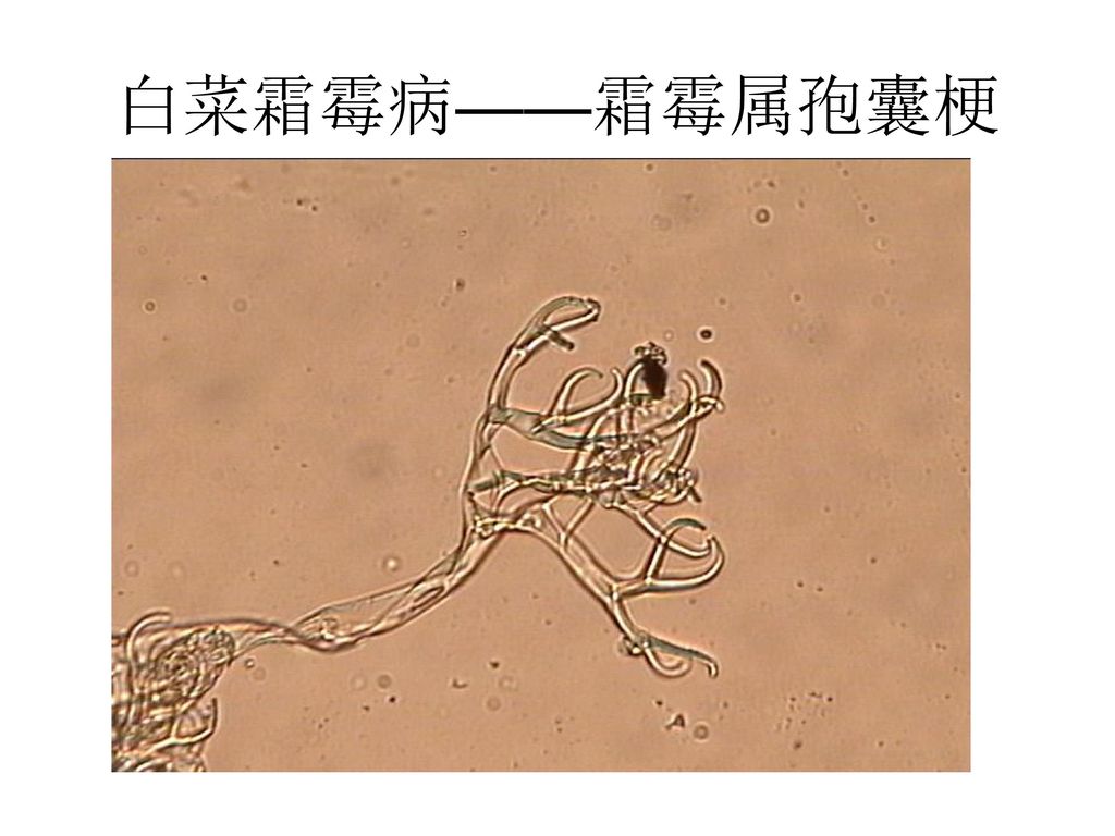 白菜霜霉病菌手绘图图片