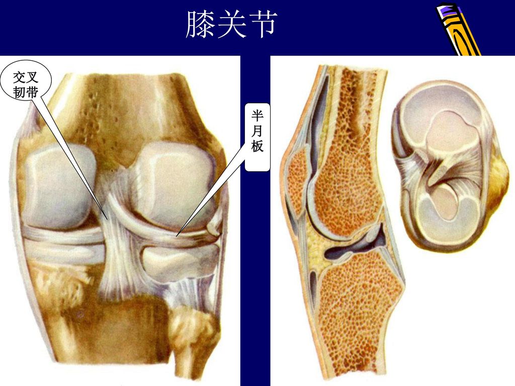 解剖学实验实验三下肢骨及其连接 Ppt Download