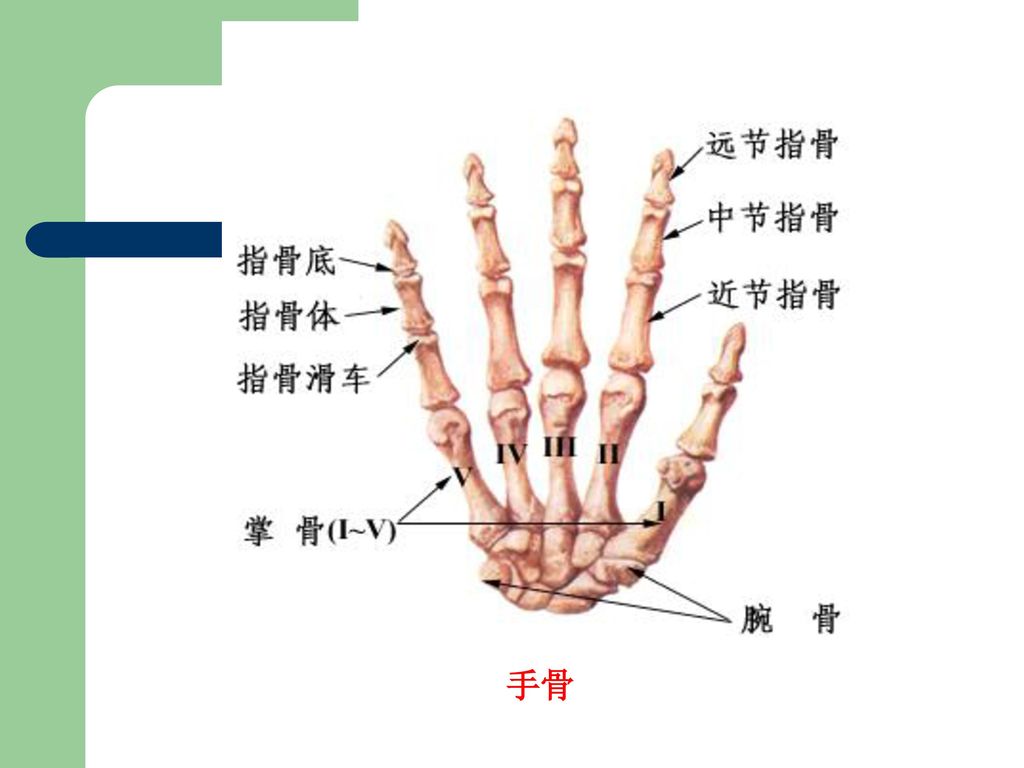 人体解剖生理学实验 一 实验3 运动的产生原理 躯干 四肢骨 Ppt Download