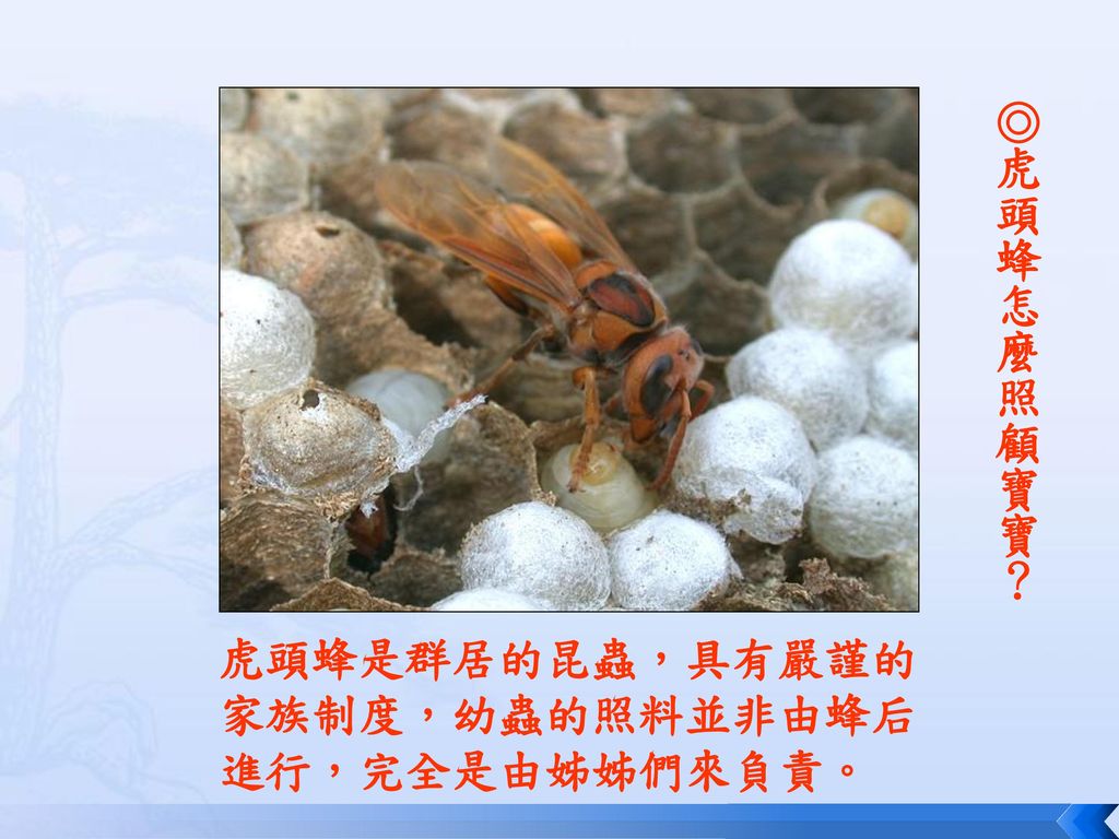 ◎虎頭蜂怎麼照顧寶寶？ 虎頭蜂是群居的昆蟲，具有嚴謹的 家族制度，幼蟲的照料並非由蜂后 進行，完全是由姊姊們來負責。