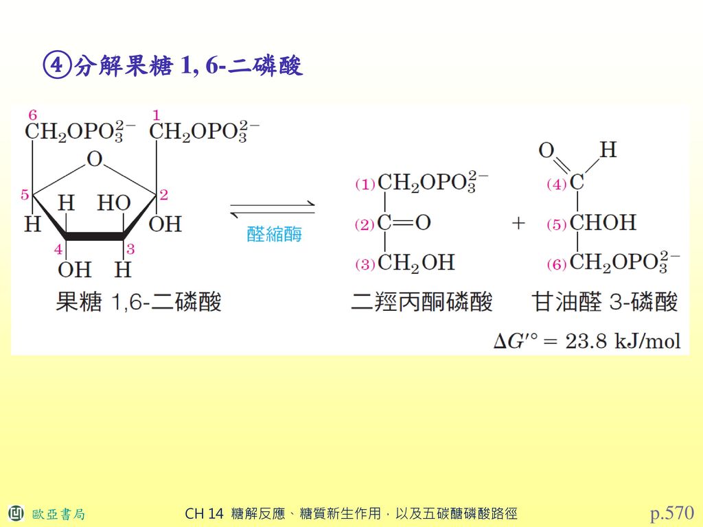 ④分解果糖 1, 6-二磷酸 p.570