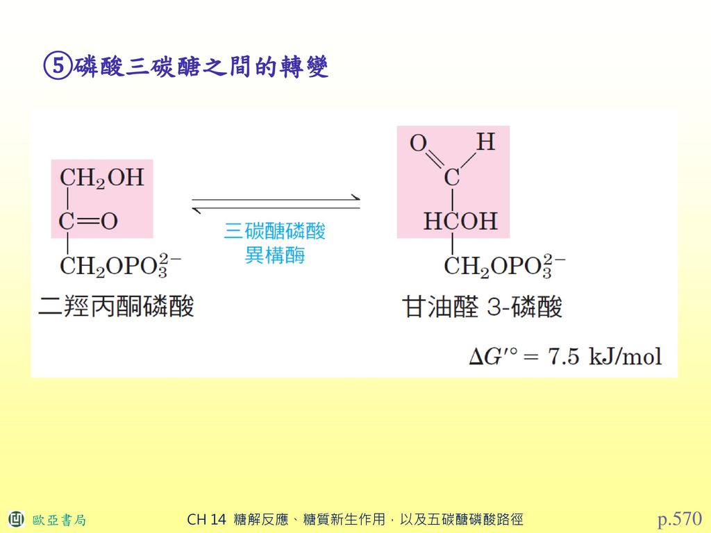⑤磷酸三碳醣之間的轉變 p.570