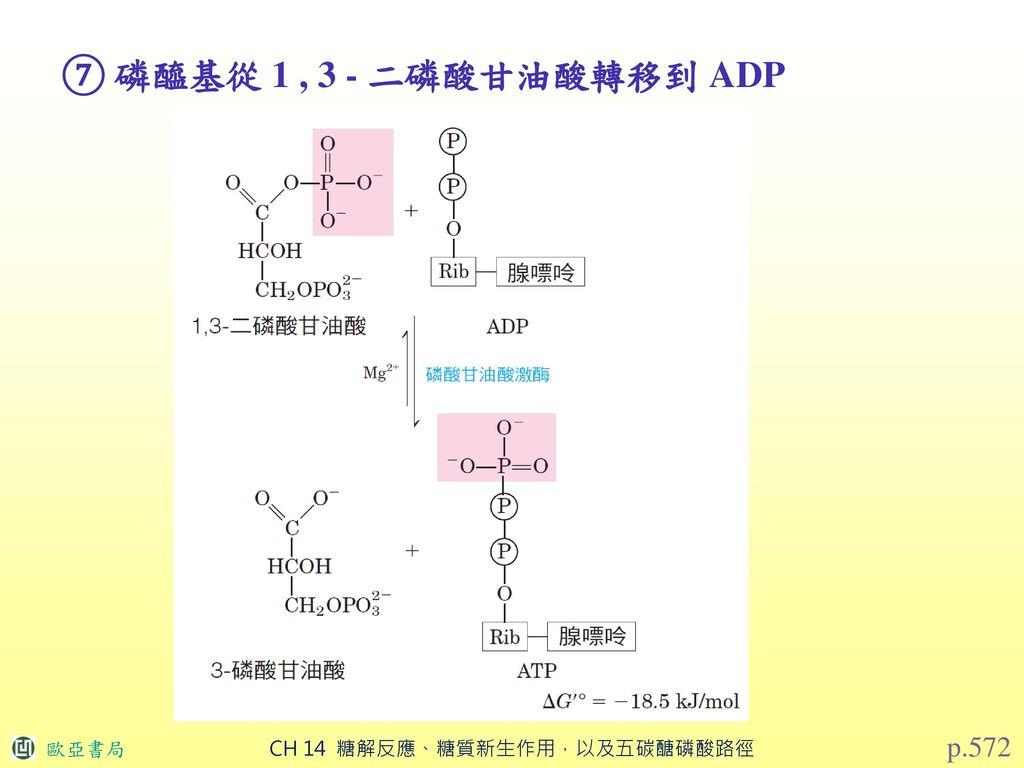 ⑦ 磷醯基從 1 , 3 - 二磷酸甘油酸轉移到 ADP p.572