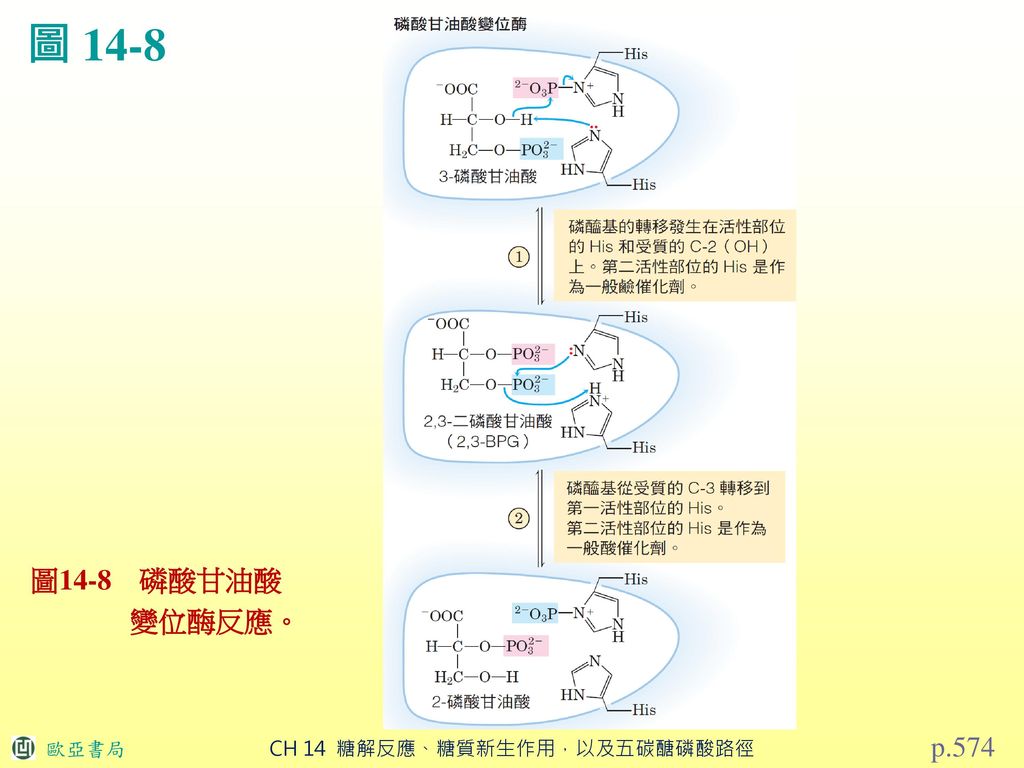 圖 14-8 圖14-8 磷酸甘油酸 變位酶反應。 p.574