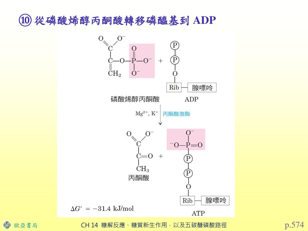 ⑩ 從磷酸烯醇丙酮酸轉移磷醯基到 ADP p.574