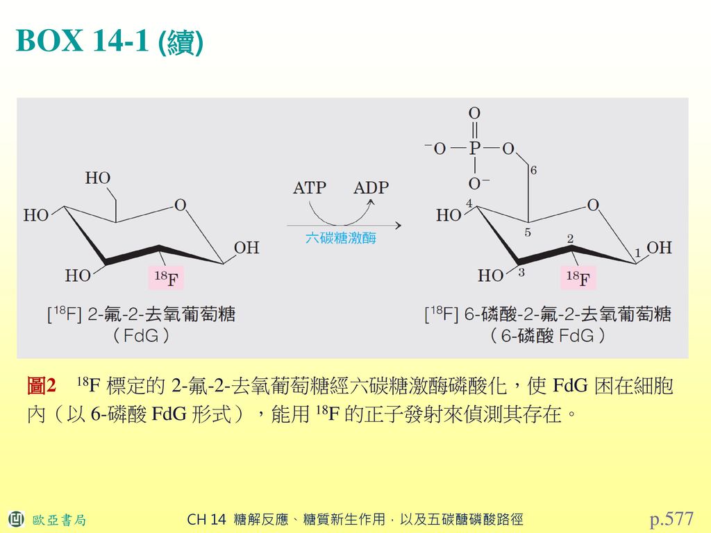 BOX 14-1 (續) 圖2 18F 標定的 2-氟-2-去氧葡萄糖經六碳糖激酶磷酸化，使 FdG 困在細胞內（以 6-磷酸 FdG 形式），能用 18F 的正子發射來偵測其存在。 p.577