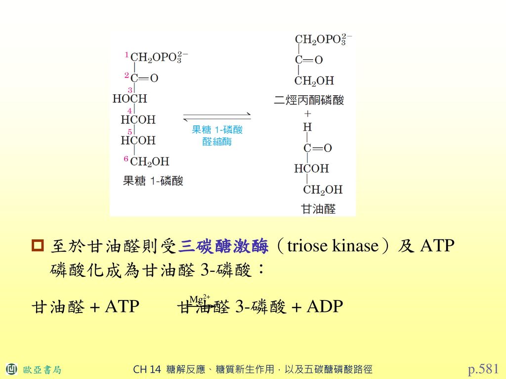 至於甘油醛則受三碳醣激酶（triose kinase）及 ATP 磷酸化成為甘油醛 3-磷酸：