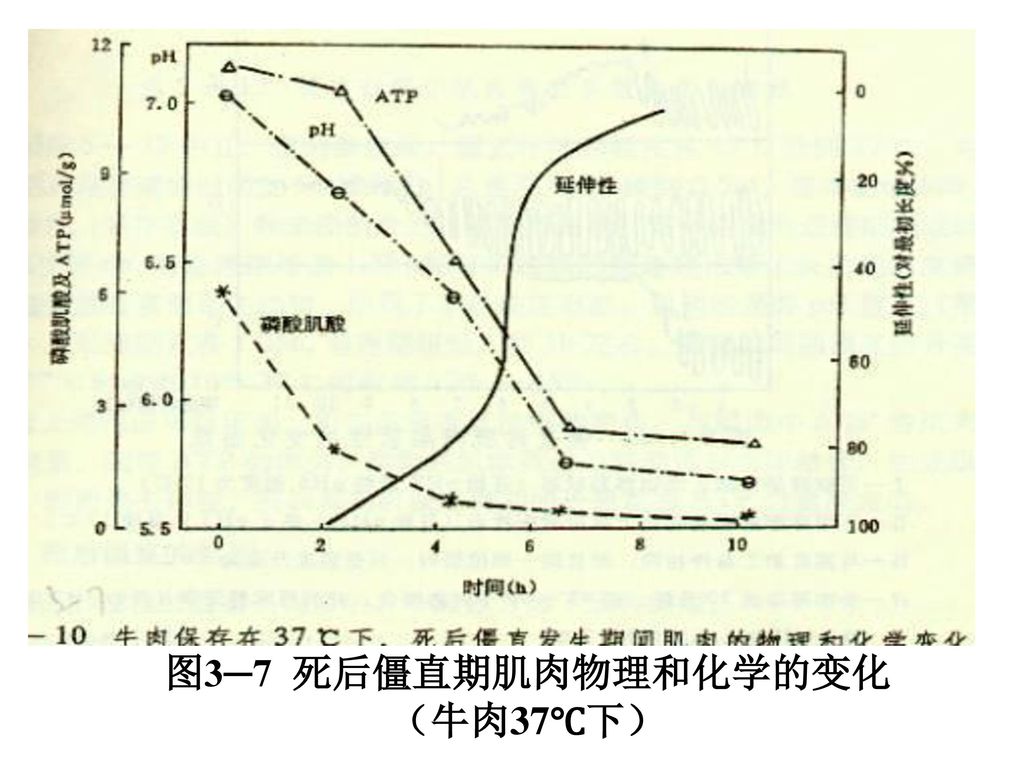 图3─7 死后僵直期肌肉物理和化学的变化 （牛肉37℃下）