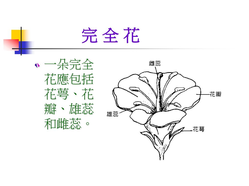 自然與生活科技五下第二單元植物植物一 根 莖 葉的功能二 花 果實 種子的功能三 植物的分類 一 植物一 根 莖 葉的功能