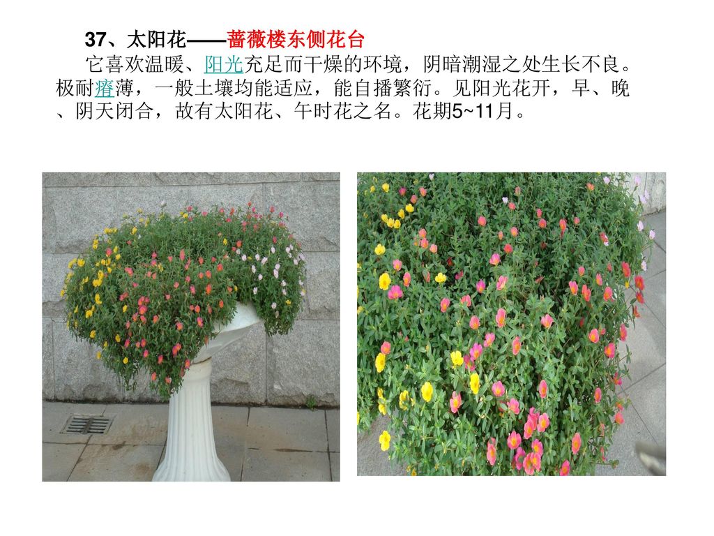 虹景小学花卉植物汇总及分布情况 Ppt Download