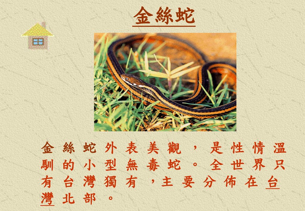 金絲蛇 金 絲 蛇 外 表 美 觀 ， 是 性 情 溫 馴 的 小 型 無 毒 蛇 。 全 世 界 只 有 台 灣 獨 有 ，主 要 分 佈 在 台 灣 北 部 。