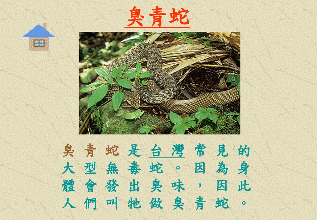 臭青蛇 臭 青 蛇 是 台 灣 常 見 的 大 型 無 毒 蛇 。 因 為 身 體 會 發 出 臭 味 ， 因 此 人 們 叫 牠 做 臭 青 蛇 。