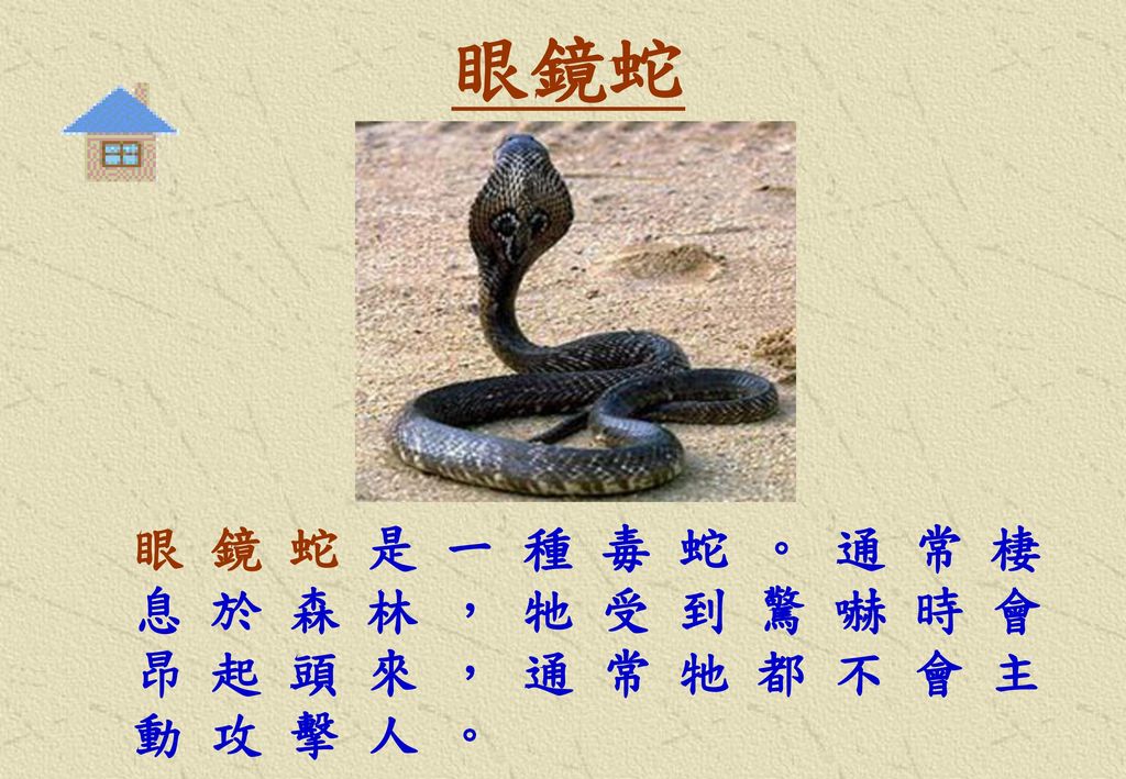 眼鏡蛇 眼 鏡 蛇 是 一 種 毒 蛇 。 通 常 棲 息 於 森 林 ， 牠 受 到 驚 嚇 時 會 昂 起 頭 來 ， 通 常 牠 都 不 會 主 動 攻 擊 人 。
