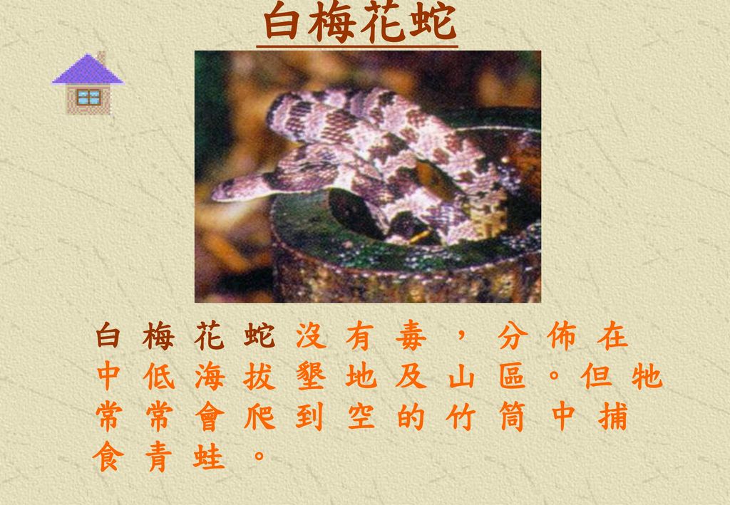 白梅花蛇 白 梅 花 蛇 沒 有 毒 ， 分 佈 在 中 低 海 拔 墾 地 及 山 區 。 但 牠 常 常 會 爬 到 空 的 竹 筒 中 捕 食 青 蛙 。