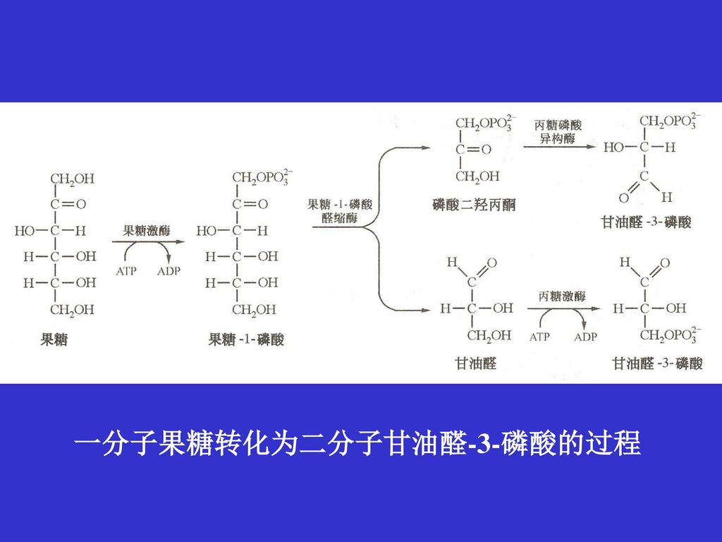 11 糖代谢中的其它途径