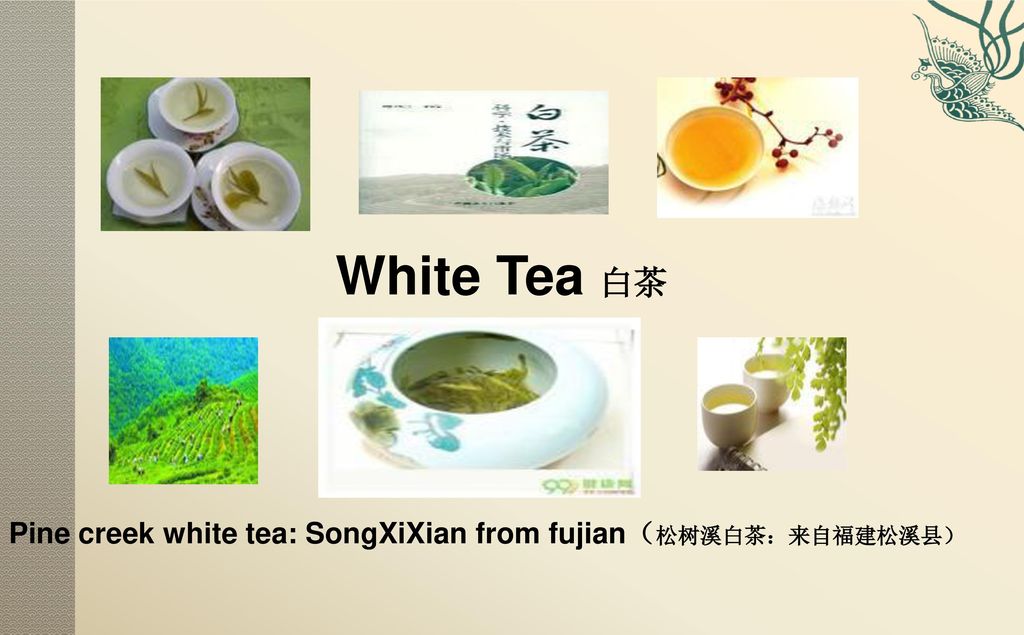 White Tea 白茶 Pine creek white tea: SongXiXian from fujian（松树溪白茶：来自福建松溪县）