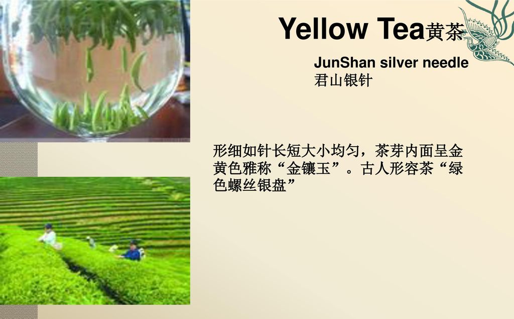Yellow Tea黄茶 JunShan silver needle 君山银针