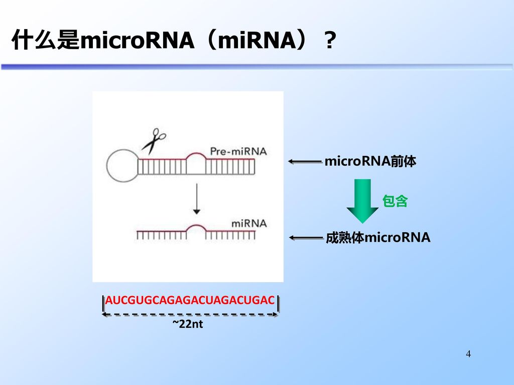 Microrna预测分类及其特性研究胡玲玲指导老师 邹权副教授王其聪副教授 Ppt Download