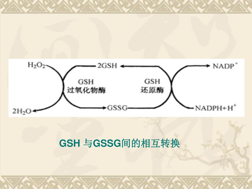 GSH 与GSSG间的相互转换