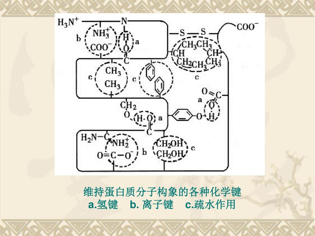 维持蛋白质分子构象的各种化学键 a.氢键 b. 离子键 c.疏水作用