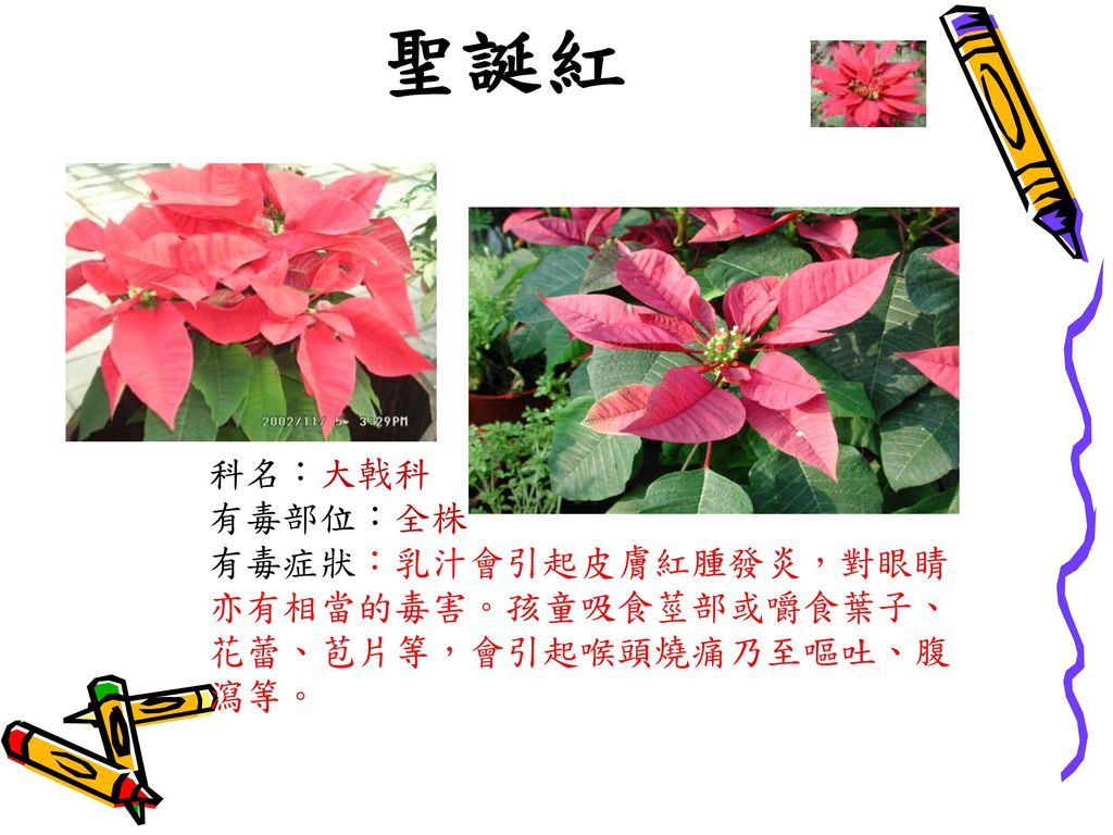 校園有毒植物童軍 Ppt Download