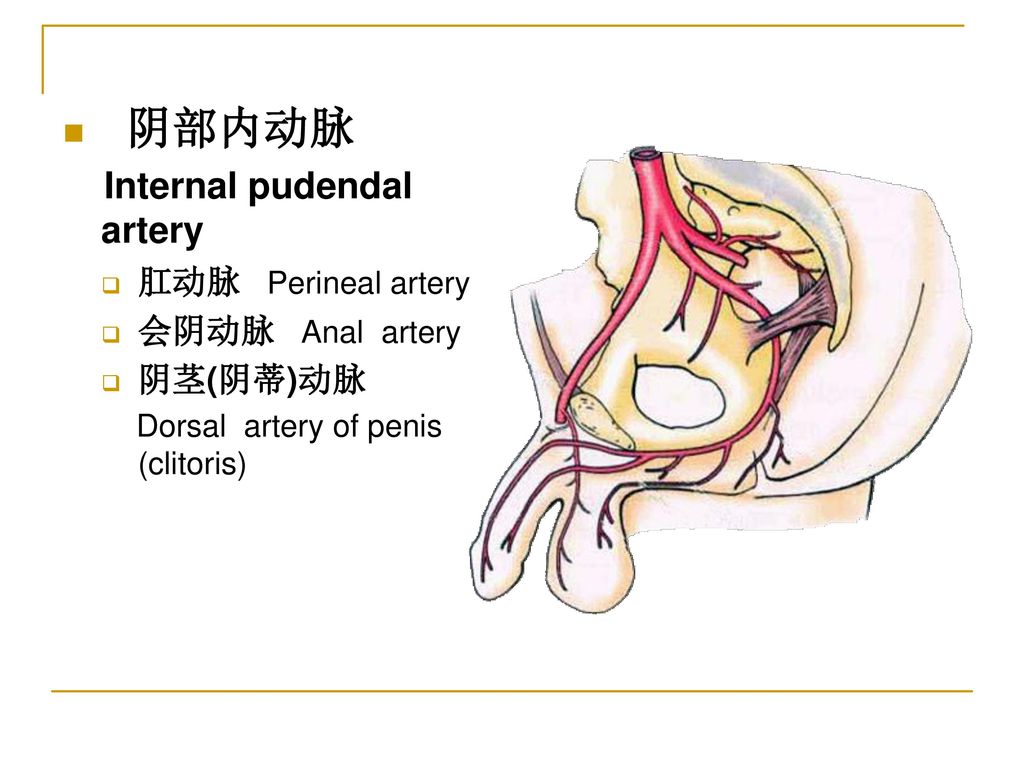 %E9%98%B4%E9%83%A8%E5%86%85%E5%8A%A8%E8%84%89+Internal+pudendal+artery+%E8%82%9B%E5%8A%A8%E8%84%89+Perineal+artery+%E4%BC%9A%E9%98%B4%E5%8A%A8%E8%84%89+Anal+artery.jpg