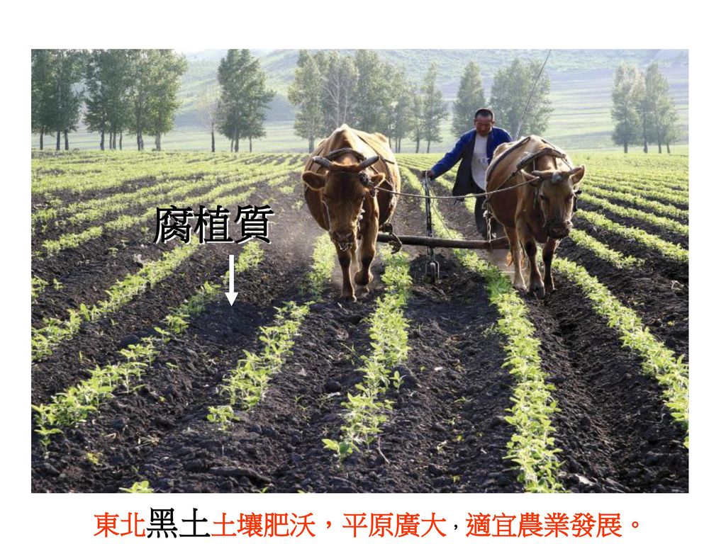 腐植質 東北黑土土壤肥沃，平原廣大，適宜農業發展。