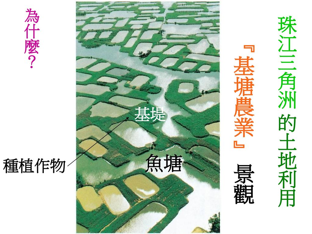 為什麼？ 珠江三角洲 的土地利用 『基塘農業』 景觀 基堤 魚塘 種植作物