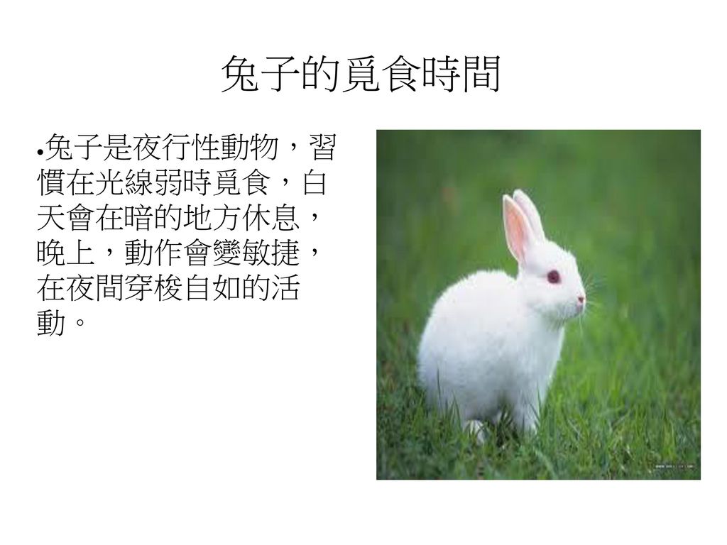兔子的覓食時間 兔子是夜行性動物，習 慣在光線弱時覓食，白 天會在暗的地方休息， 晚上，動作會變敏捷， 在夜間穿梭自如的活 動。