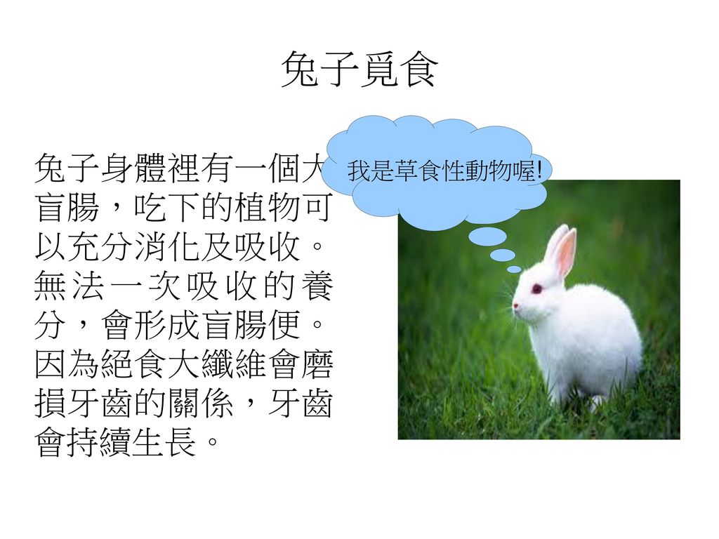 兔子覓食 我是草食性動物喔! 兔子身體裡有一個大 盲腸，吃下的植物可 以充分消化及吸收。 無法一次吸收的養 分，會形成盲腸便。 因為絕食大纖維會磨 損牙齒的關係，牙齒 會持續生長。